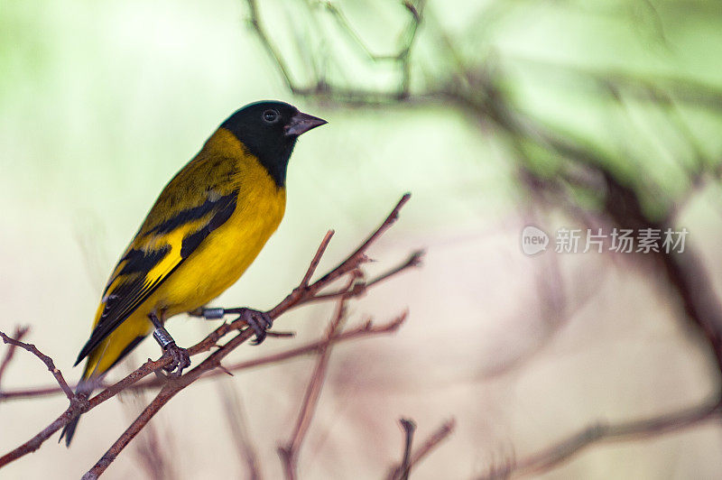 Pintassilgo (Spinus magellanicus) -巴西鸟类